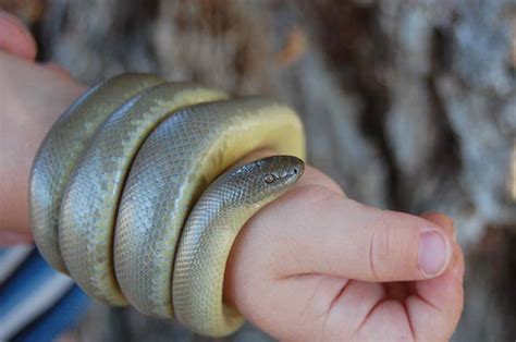 Top 10 Rubber Boa Facts - A Very Rubbery Looking Snake!