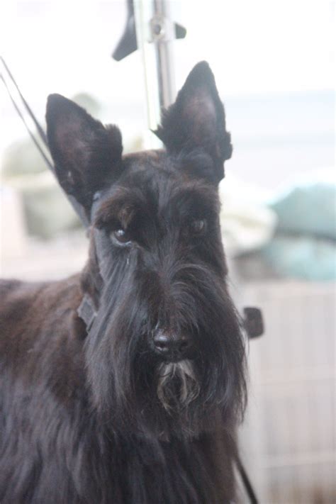 Scottish Terrier Grooming Diagram