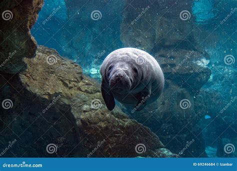 Newborn Baby Manatee Close Up Portrait Stock Photo - Image of river ...