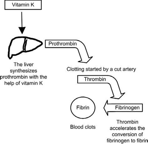 Health Tooty Fruity: Vitamin K and Blood Clotting