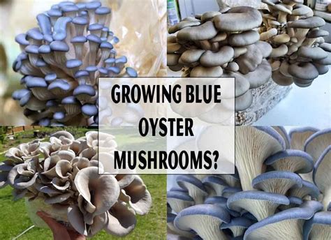 Blue Oyster Mushrooms: Growing and Cooking | Ramblersf.com