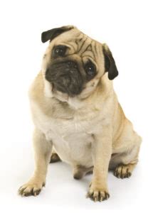 5 Common Pug Health Problems - Dig-In