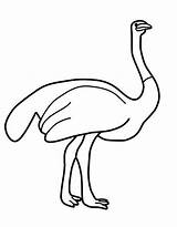 Ostrich Coloring Pages Free Printable PDF sketch template