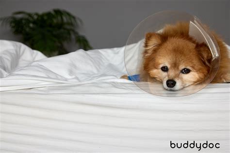 Eye Tumors and Melanoma in Dogs - Causes and Signs for Dog Eye Tumors | Buddydoc