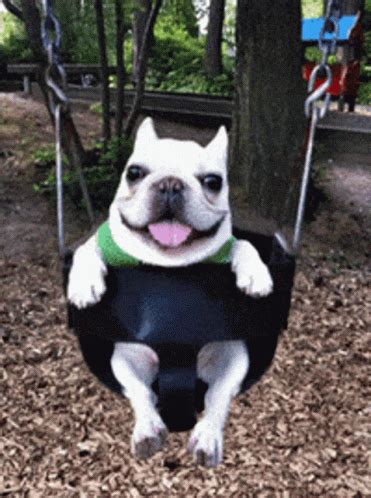 Dog Swing GIF - Dog Swing - Discover & Share GIFs