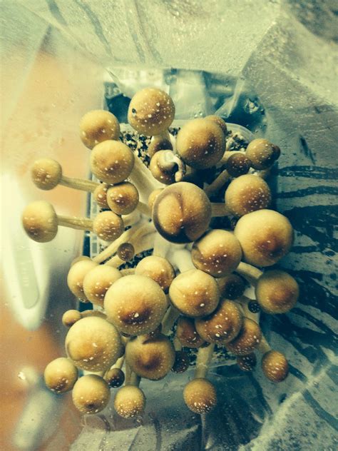 My home grown B+ cubensis - Mushroom Cultivation - Shroomery Message Board