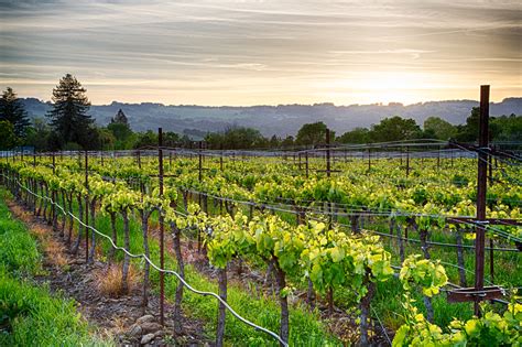 Sonoma Valley Wineries | Vine Vera Stores