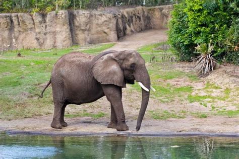 Experts Call For Elephants To Be Banned From UK Zoos