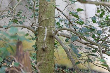 How to Trim Overgrown Holly Trees | Hunker