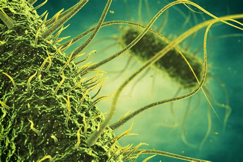 The role of bacteria in cancer therapy - BioLabTests