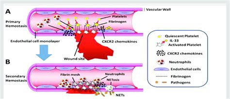 Steps of primary hemostasis: platelet adhesion, activation, and ...