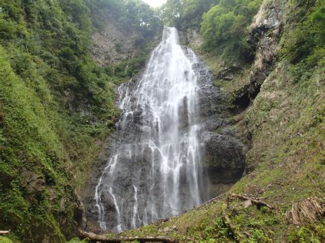 Shirakami Sanchi: A forest outside of time | The Japan Times