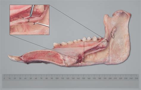 Medial longitudinal excavation of the mandibular canal of a GoÈ ttingen ...