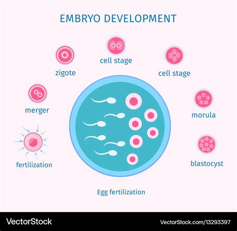 Egg fertilization process flat template Royalty Free Vector