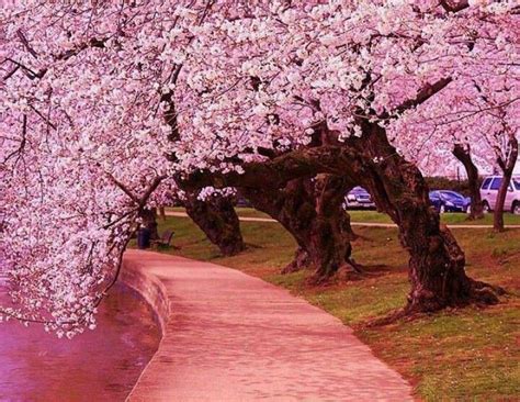 Walk way | Japanese cherry tree, Blossom trees, Tree