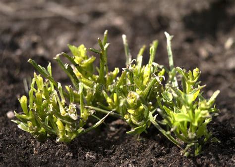 Slug damage stock photo. Image of gardening, fresh, domestic - 249822342