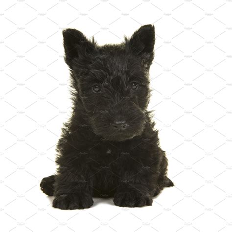 Cute black scottish terrier puppy | Animal Stock Photos ~ Creative Market