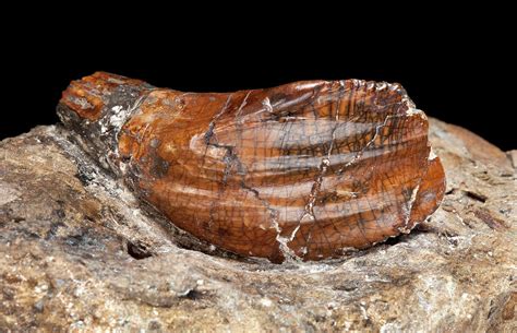 Iguanodon Tooth Photograph by Natural History Museum, London - Pixels