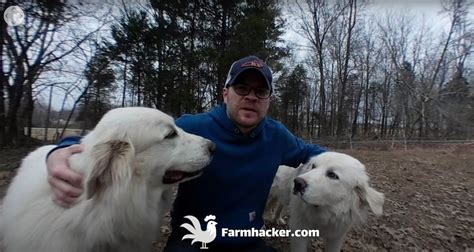 5 Tips for Training Great Pyrenees to Guard Chickens - Farmhacker.com