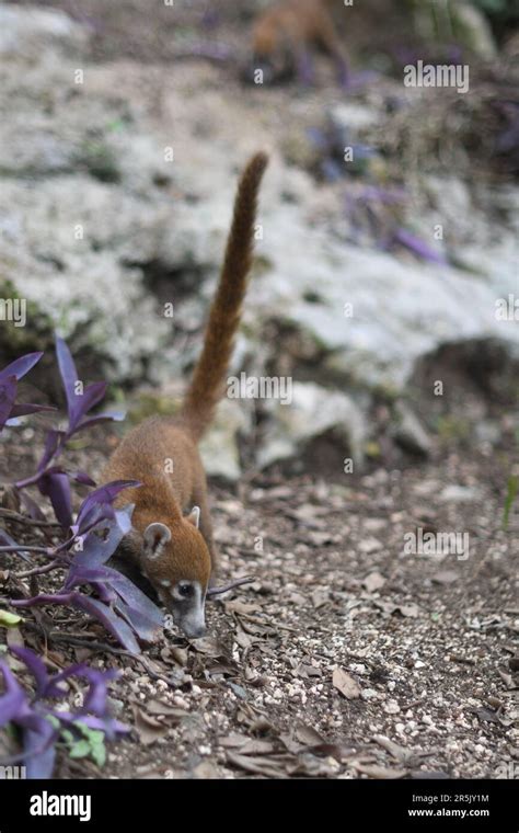 Baby white-nosed Coati in Tulum Mexico Stock Photo - Alamy