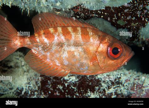 Glasseye snapper Caribbean Stock Photo - Alamy