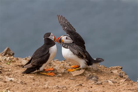 Puffins Billing | Greeting a puffin on arrival. Taken on Sko… | Flickr