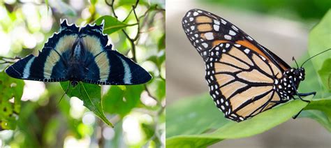 8 Differences Between Butterflies and Moths - Australian Butterfly Sanctuary