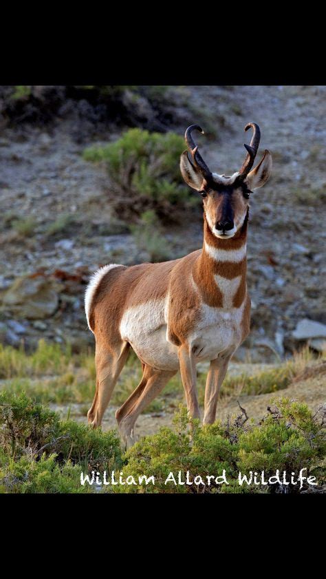 Wyoming and fun image by Marguerite Narramore | Kangaroo, Animals, Fun