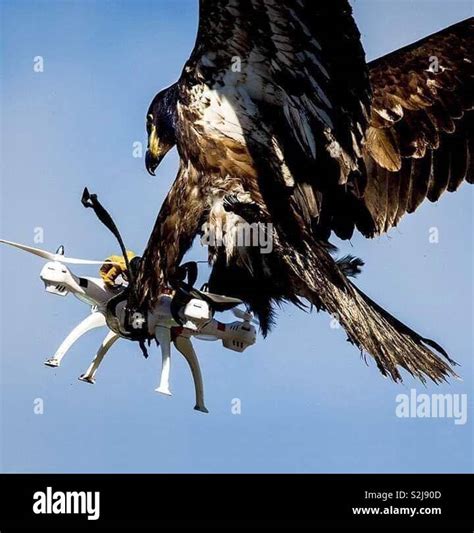 Eagle attacking drone Stock Photo - Alamy