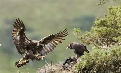 Volunteers help build golden eagle’s nest and conservation takes off – Michael Broad