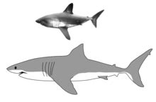 Salmon Shark Size