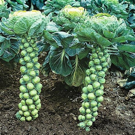 How to Grow Brussels Sprouts - Plant Instructions