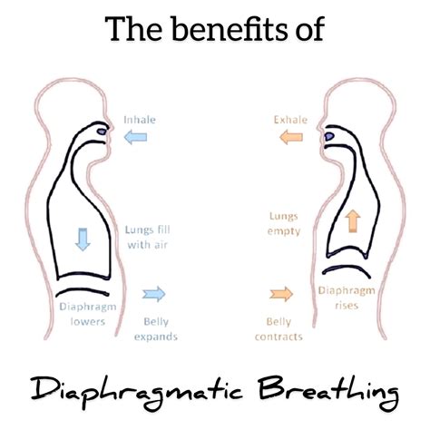 Diaphragmatic Breathing | Diaphragmatic breathing, Pharmacology nursing, Yoga techniques