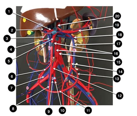 abdominal blood vessels Diagram | Quizlet