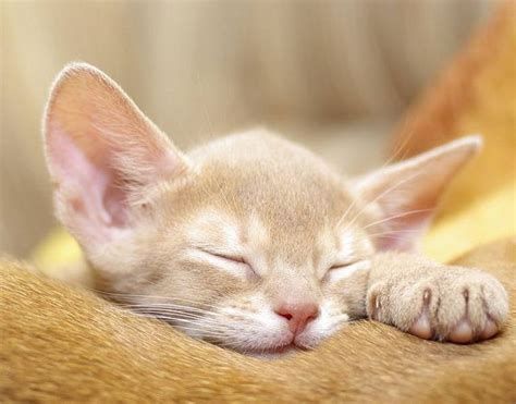 Abyssinian kitten (fawn) | Abyssinian cats, Abyssinian kittens, Cute animals