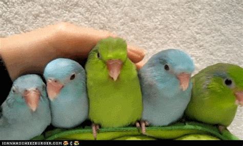 Birds Pets GIF - Find & Share on GIPHY