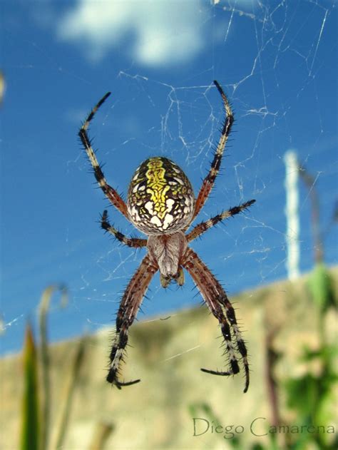 Fotografía Araña de jardín - Neoscona oaxaquensis de Diego Camarena Orozco en FotoNat.org