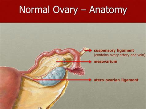 Tubo Ovarian Anatomy