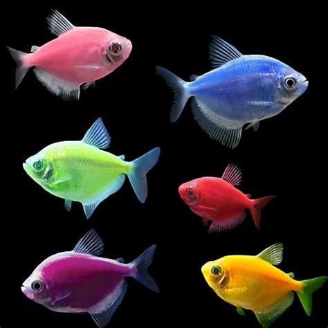 Do GloFish Need a Heater? - The Pet Supply Guy