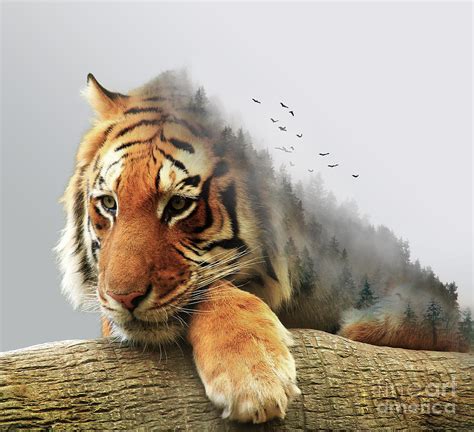 Tiger Digital Art by Misaila Sebastian | Fine Art America