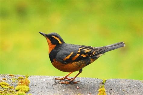 Wild Birds In The Pacific Northwest - unique rare bird