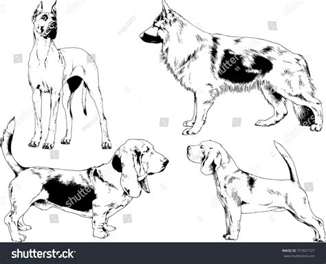 Vector Sketches Different Breeds Dogs Drawn Stock Vector (Royalty Free) 757827727 | Shutterstock