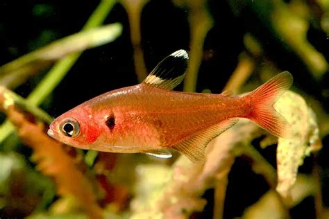 Hyphessobrycon haraldschultzi – Crystal Red Tetra (Hemigrammus ...