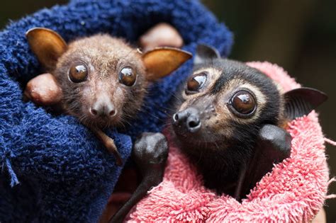 Two orphaned Flying-foxes in care with the NightWings team | Animal photography, Animal photo ...