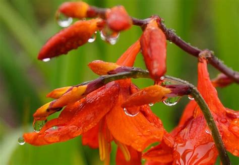 15 Knockout Crocosmia Varieties With Advice From An Experienced Grower ...