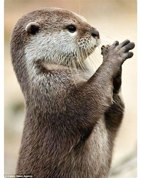 Little river otter sitting up and clasping its paws. Adorable animals ...