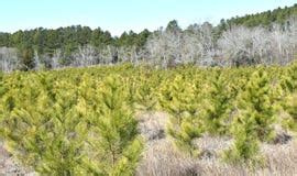 Pine Tree In South Carolina Stock Photo - Image of damaged, tree: 108186562