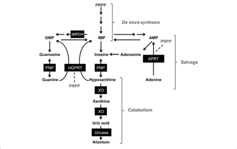 | Simplified scheme of purine metabolism pathways. 5-phosphoribosyl ...