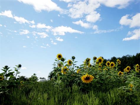 Sunflowers on a country drive in upstate.