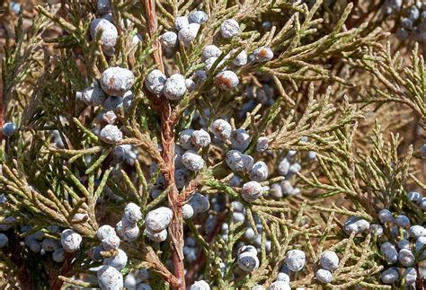 Junipers, Berries and Birds - Bitterroot Outdoor Journal